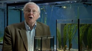 Курьёзы природного мира 2 сезон 9 серия «Необычные родители» (документальный сериал, 2013)