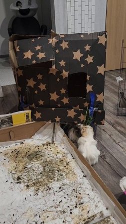 Новый домик для морских свинок