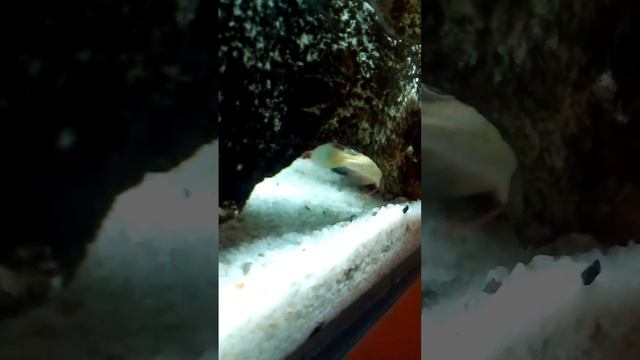 Astatotilapia Latifasciata Spawn смотреть онлайн