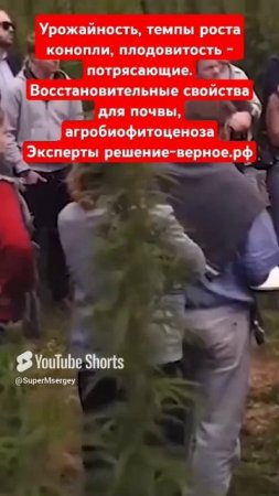 Урожайность конопли, плодовитость - потрясающие. Восстановительные свойства для почвы, биофитоценоза