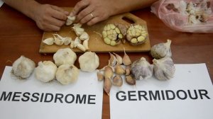 Чеснок Гермидор (Germidor) и Мессидром (Messidrom) - сбор заявок на 2018 год. Купить чеснок.