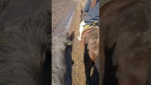 Выездка на лошадях 8 марта