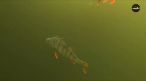 Гигантский окунь на мышь Miuras Mouse!! Нормальный Русский окунь