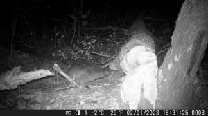 Бобр и его друзья