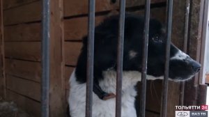 Поможем собаке отыскать хозяев!