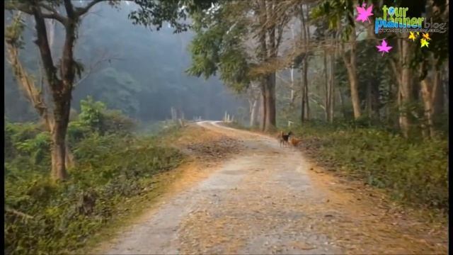 Chilapata 250 টাকায় বনবাংলোতে থাকুন || Mendabari Jungle Camp || Chilapata forest || Dooars tour смотреть онлайн