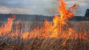 Природные пожары вспыхнули в Беларуси из-за аномально высоких температур. Погода в СНГ