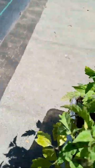 Рассада томата,Санька и Московский ультраспелый. смотреть онлайн