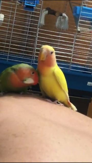 мои выпускники выкормыши неразлучники смотреть онлайн