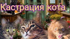 Последствия кастрация кота.