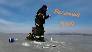 Рыбалка в Приморском крае. Весенний улов селедки.
