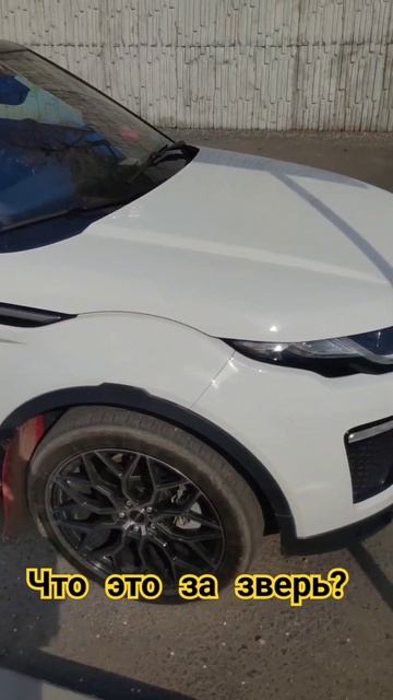 Кто зверя потерял? #чтоэто#landrover#кабриолет#зверь#что#хайп#help смотреть онлайн