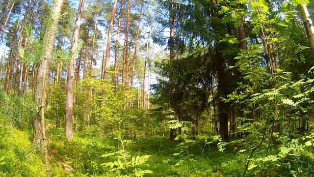 Чарующие звуки леса смотреть онлайн