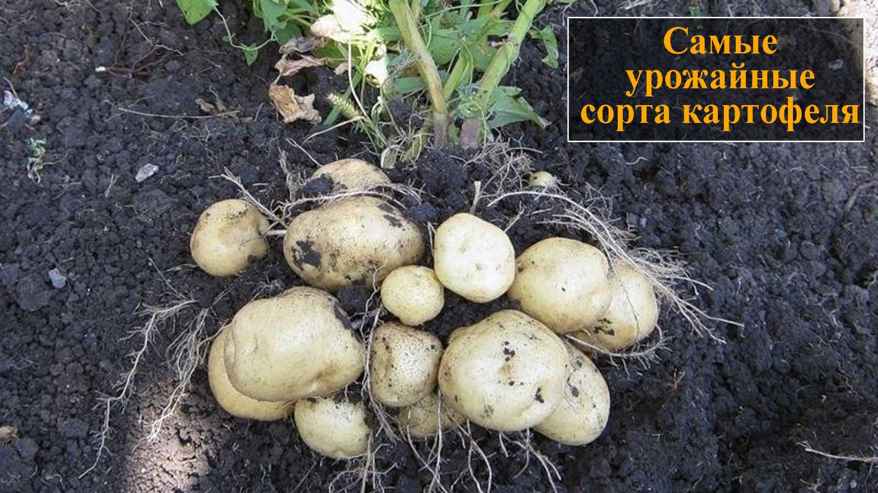 Самые урожайные сорта картофеля