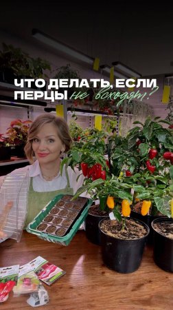 🌶 Что делать если перцы не всходят?