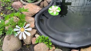 Обзор клумбы с многолетними цветами вокруг пруда.