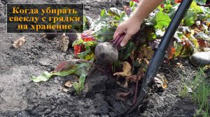 Когда убирать свеклу