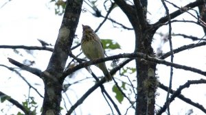 Лесной конек "цыкает". Anthus trivialis. Птицы Беларуси.
