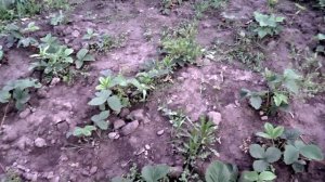 Клубника Виктория