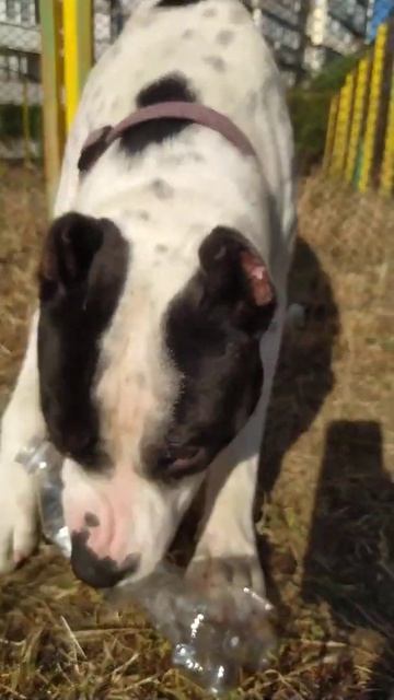 Собака грызет бутылку | Staffordshir | Pitbull | dogs смотреть онлайн