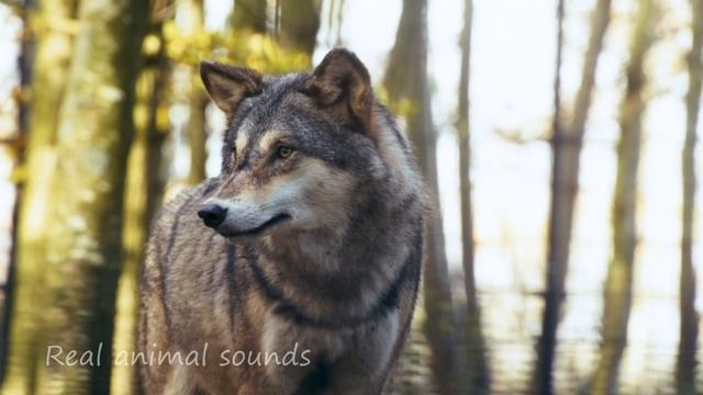 Natural Animal Sounds Rattlesnake Black Swan Bear Gorilla Gopher Surikat Owl Peacock etc