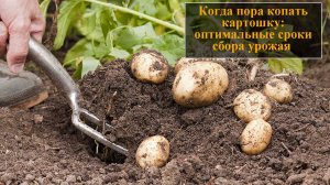 Когда копать картошку