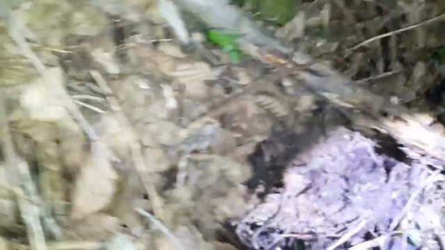 Охота на бобра петлями смотреть онлайн