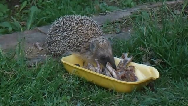 Ёжик смотреть онлайн