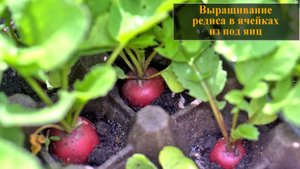 Выращивание редиса в ячейках из под яиц