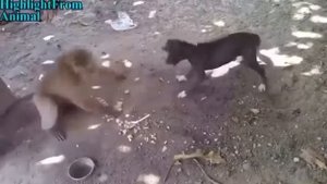 Обезьяна и собака!