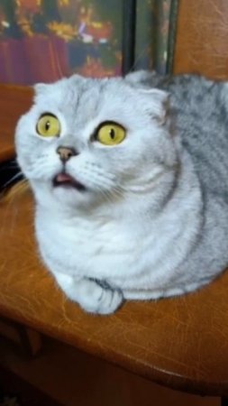 Маленькие котики