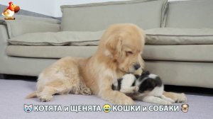 Котята и Щенята 😹 Кошки и Собаки ❣️🥰😂 (10)
