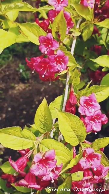 Вейгела Олимпиада смотреть онлайн