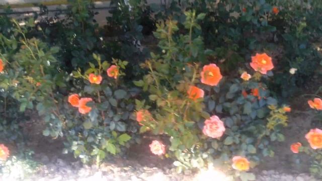 СтатусГид Строчное объявления в рубрике Статус-гид 800 т.С логотипом и оформлением от 3000 т.