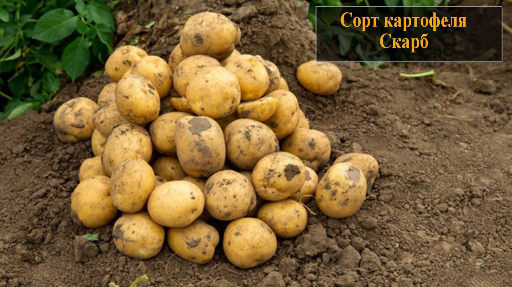 Картофель сорта Скарб смотреть онлайн