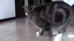 Смешной КАТЭ