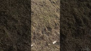 как я выгуливаю свою собаку почему нельзя лезть в болото весной и истории из дачи часть первая