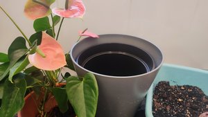 Пересадка взрослого Антуриума в домашних условиях. Часть 2. Про омоложение, грунт и горшки.