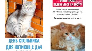 Сегодня день помощи котам, кошкам и котатам, которых оставили на дачах (почти 70 котиков).