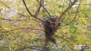 Обзор событий («Новости Тольятти» 14.10.2020)