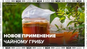 Ученые нашли новое применение чайному грибу - Москва 24