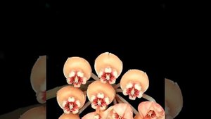 Hoya waymaniae