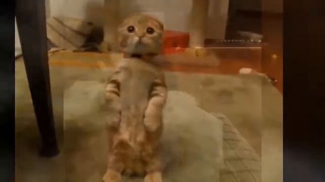 Подборка приколов с животными  Кошки #9 смотреть онлайн