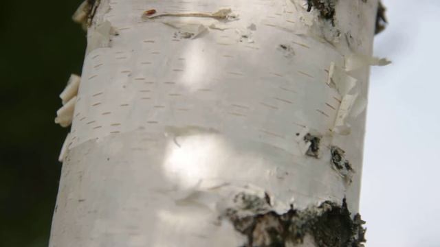 береста 2 футаж смотреть онлайн