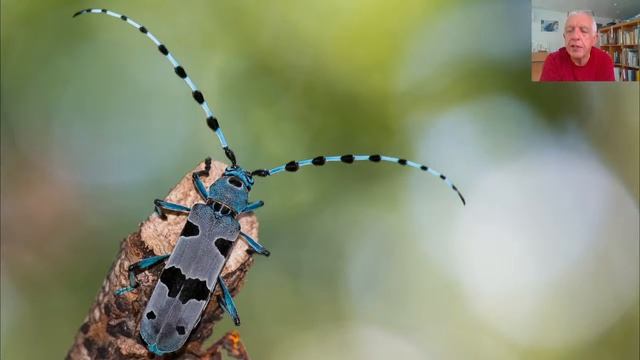 Introduction to Macrophotography смотреть онлайн