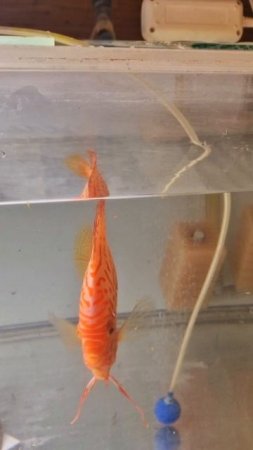 Приемные мальки от Альбино платины