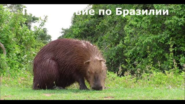 Путешествие. Бразилия
