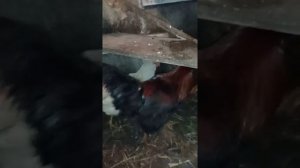 мои курочки .несушки