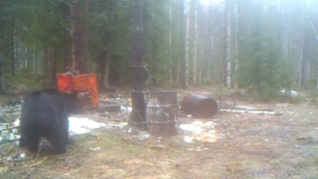 Медведь на приваде 2012 смотреть онлайн