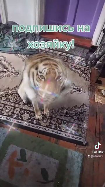 Чё за тигр этот пёс? 😜 смотреть онлайн